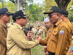 Jelang Idul Adha 2023, Bupati Pidie Jaya Salurkan 222 Ekor Hewan Qurban