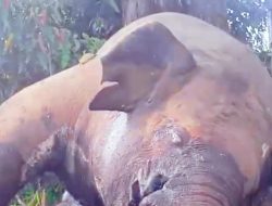Seekor Gajah Ditemukan Mati Tanpa Gading di Aceh Utara