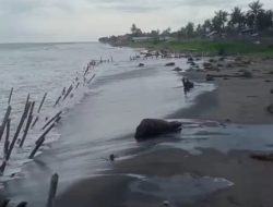 Abrasi Parah, Warga Pesisir Muara Batu Minta Pemerintah Segera Ambil Tindakan