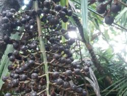Buah Jernang di Aceh Langka, Harga Melonjak Tinggi