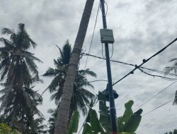 Parah! PLN Bireuen Pasang Kabel Listrik di Pohon Kelapa Milik Warga