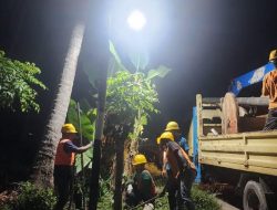 Akhirnya Kabel Listrik di Pohon Kelapa di Pindah ke Tiang