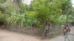 Bahaya! PLN Samalanga Biarkan Kabel Listrik Menjulur Tanpa Tiang di Pemukiman Warga