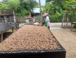 Pliek, Bumbu Masakan Aceh yang Fenomenal