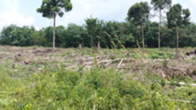 Geopix Temukan Kerusakan Habitat Gajah Sumatera di Bukit Tiga Puluh