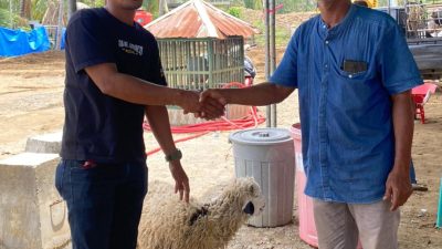 IDI Serahkan 10 Hewan Qurban untuk Desa Terdampak Banjir dan Longsor di Pidie Jaya