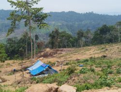 Larangan Diabaikan, Alat Berat Kembali Beroperasi di Hutan Produksi Peulimbang