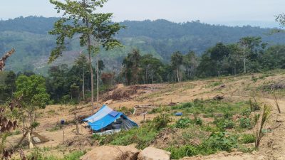 Larangan Diabaikan, Alat Berat Kembali Beroperasi di Hutan Produksi Peulimbang