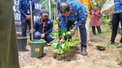 Bantu Pemulihan Pascabencana, MDMC Yogyakarta Tanam 700 Pohon Giri Matang