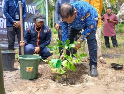 Bantu Pemulihan Pascabencana, MDMC Yogyakarta Tanam 700 Pohon Giri Matang