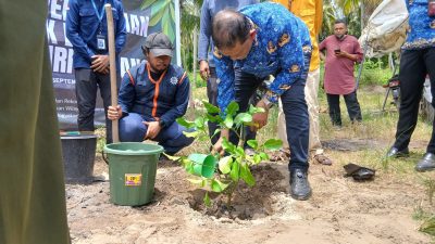 Bantu Pemulihan Paska Bencana, MDMC Yogyakarta Tanam 700 Pohon Giri Matang