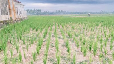 Puluhan Hektar Padi Gogo Program Rehabilitasi di Bireuen Gagal Panen