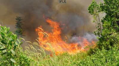 Habitat Orangutan Kalimantan Krisis, Geopix Desak Penetapan Status Darurat